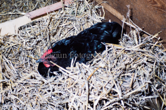 Viehmarkt, schwarzes Huhn im Stroh