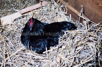 Viehmarkt, schwarzes Huhn im Stroh