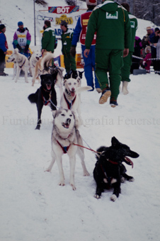 Alpirod Hundeschlittenrennen, Hunde im Schnee