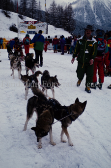 Alpirod Hundeschlittenrennen, Hunde im Schnee
