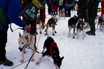 Alpirod Hundeschlittenrennen, Hunde und Helfer