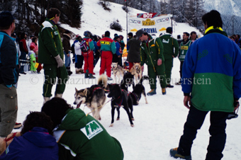 Alpirod Hundeschlittenrennen, Hunde und Helfer
