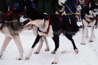 Alpirod Hundeschlittenrennen, Hunde