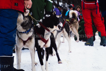 Alpirod Hundeschlittenrennen, Hunde