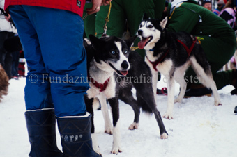 Alpirod Hundeschlittenrennen, Hunde