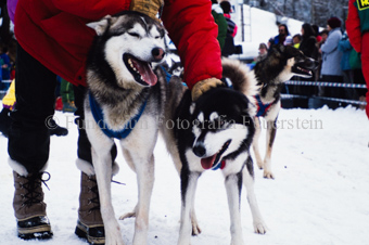 Alpirod Hundeschlittenrennen, Hunde