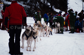 Alpirod Hundeschlittenrennen, Hunde und Helfer
