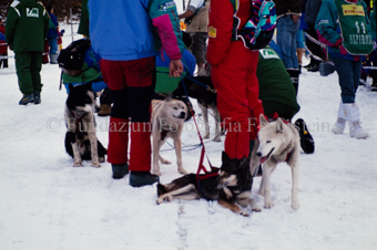 Alpirod Hundeschlittenrennen, Hunde und Helfer