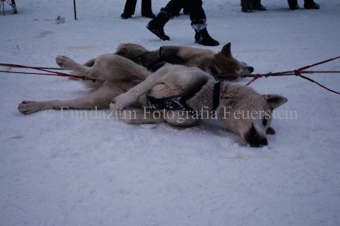Alpirod Hundeschlittenrennen, Hunde im Schnee