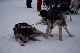 Alpirod Hundeschlittenrennen, Hunde im Schnee
