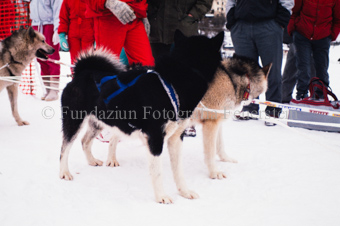 Alpirod Hundeschlittenrennen, Hunde