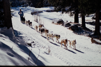 Alpirod Hundeschlittenrennen, Fahrer auf Schlitten mit Gespann