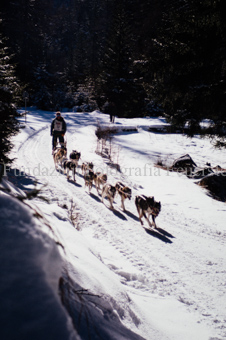 Alpirod Hundeschlittenrennen, Fahrer auf Schlitten mit Gespann