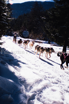 Alpirod Hundeschlittenrennen, Fahrer auf Schlitten mit Gespann