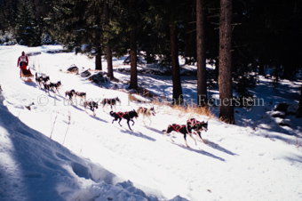 Alpirod Hundeschlittenrennen, Fahrer auf Schlitten mit Gespann