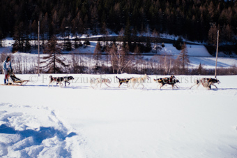 Alpirod Hundeschlittenrennen, Fahrer auf Schlitten mit Gespann vor Inn