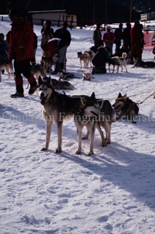 Alpirod Hundeschlittenrennen, Hunde im Schnee
