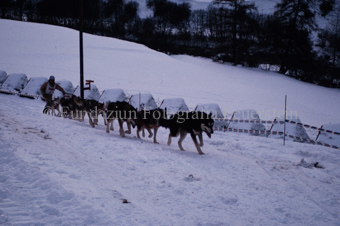 Alpirod Hundeschlittenrennen, Fahrer auf Schlitten mit Gespann bei Panzersperren