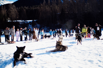 Alpirod Hundeschlittenrennen, Hunde im Schnee