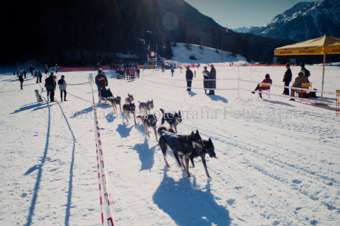 Alpirod Hundeschlittenrennen, Gespann im Ziel «Böt»
