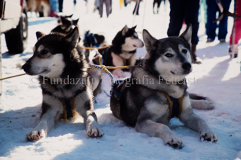 Alpirod Hundeschlittenrennen, Hunde im Schnee