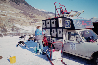 Hunde im Schnee im Hintergrund