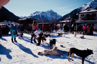 Alpirod Hundeschlittenrennen, Personen, Hunde im Schnee