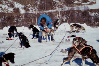 Alpirod Hundeschlittenrennen, Mann zieht Hunden Geschirre an, Futter in Schalen