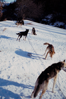 Alpirod Hundeschlittenrennen, Hunde im Schnee mit Futterschalen