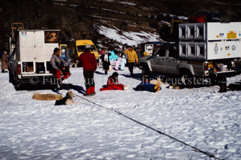 Alpirod Hundeschlittenrennen, Personen und Hunde warten bei Autos