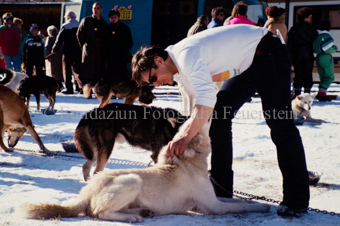 Alpirod Hundeschlittenrennen, Mann mit Hunden