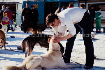 Alpirod Hundeschlittenrennen, Mann mit Hunden