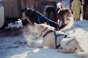 Alpirod Hundeschlittenrennen, Hunde im Schnee neben Auto