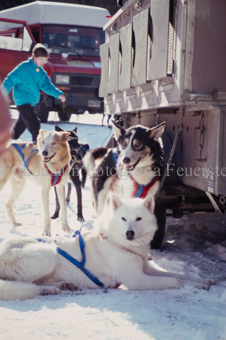 Alpirod Hundeschlittenrennen, Hunde im Schnee neben Auto