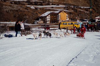 Alpirod Hundeschlittenrennen, Fahrer auf Schlitten mit Gespann beim Dorf