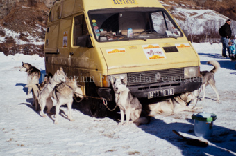 Alpirod Hundeschlittenrennen, Hunde im Schnee neben Auto