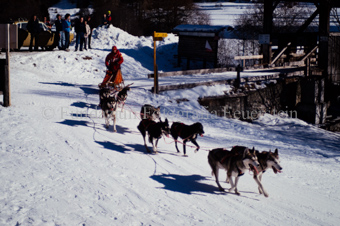 Alpirod Hundeschlittenrennen, Fahrer auf Schlitten mit Gespann bei Holzbrücke über Inn