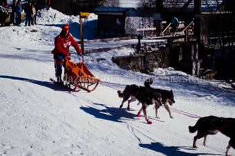 Alpirod Hundeschlittenrennen, Fahrer auf Schlitten mit Gespann bei Holzbrücke über Inn