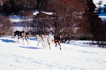 Alpirod Hundeschlittenrennen, Gespann im Schnee