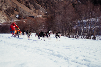 Alpirod Hundeschlittenrennen, Fahrer auf Schlitten mit Gespann