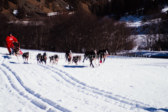 Alpirod Hundeschlittenrennen, Fahrer auf Schlitten mit Gespann