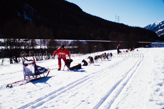 Alpirod Hundeschlittenrennen, Fahrer bei Schlitten mit Hunden im Schnee