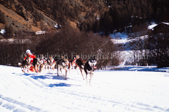 Alpirod Hundeschlittenrennen, Fahrer auf Schlitten mit Gespann