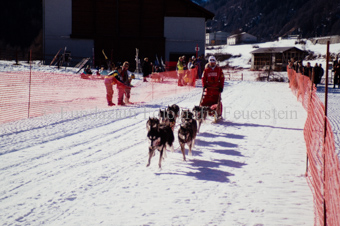 Alpirod Hundeschlittenrennen, Fahrer auf Schlitten mit Gespann vor dem Ziel