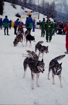 Alpirod Hundeschlittenrennen, Gespann im Ziel «Böt»