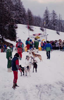 Alpirod Hundeschlittenrennen, Gespann im Ziel «Böt»