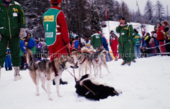Alpirod Hundeschlittenrennen, Hunde im Schnee