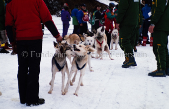 Alpirod Hundeschlittenrennen, Hunde