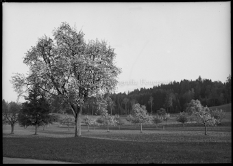 Landschaft, Wiese mit Bäumen