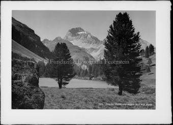 Bevers Albula
